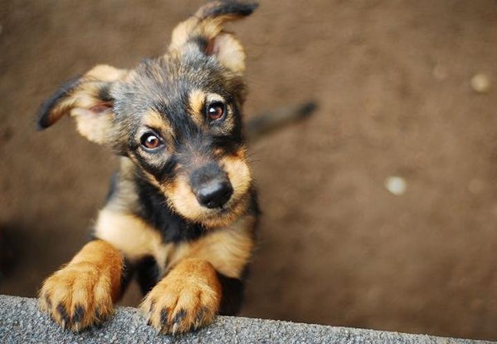 Zalety adopcji dorosłego psa ze schroniska: poznaj 7 powodów, dla których warto to zrobić