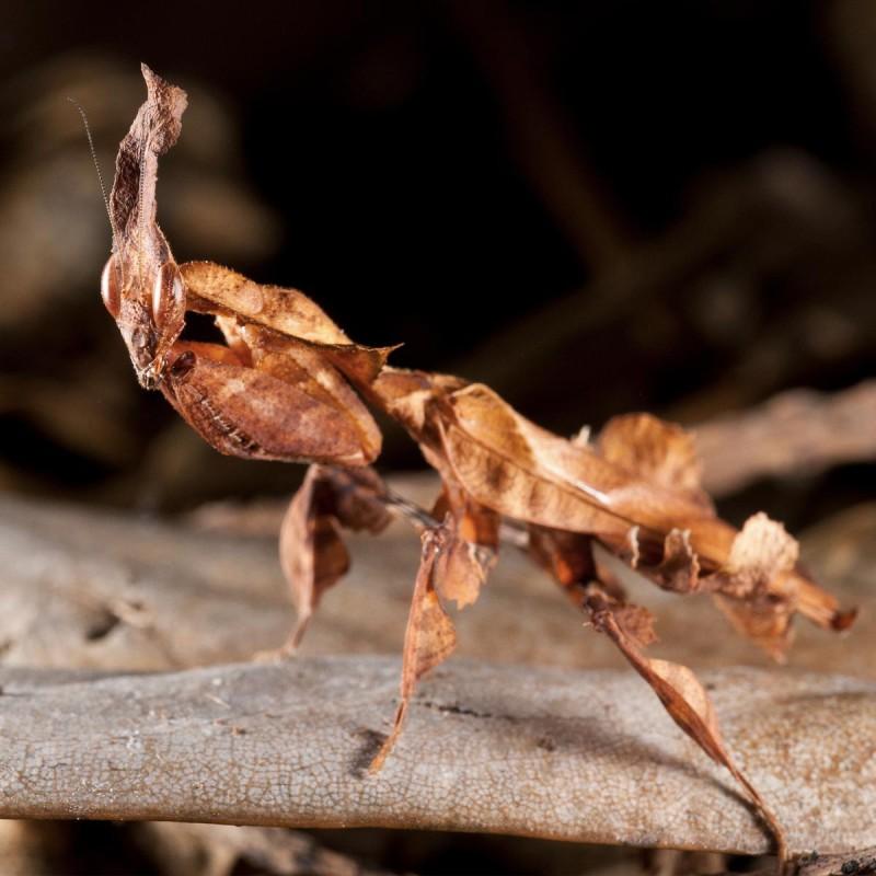 Bezpieczeństwo a modliszki