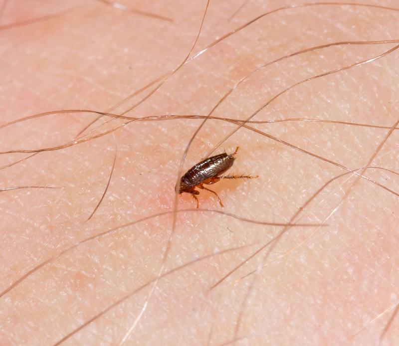 Naturalne metody na pchły u psa