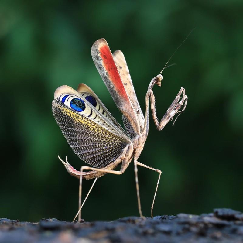 Rola modliszek w ekosystemie