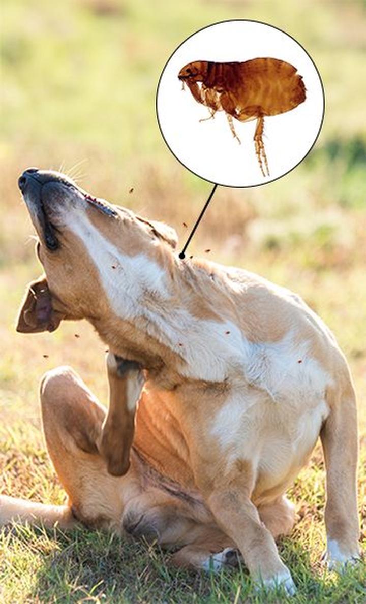 Zwalczanie pcheł u psa