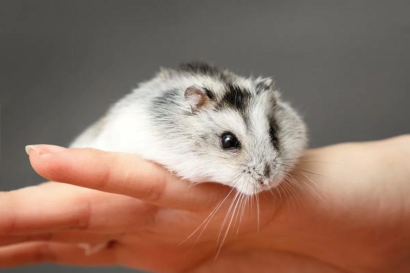 Żywienie i dieta chomika dżungarskiego