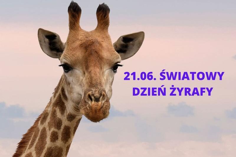 Celebrując Dzień Żyrafy: Ciekawe fakty i sposób na wsparcie tych niezwykłych zwierząt
