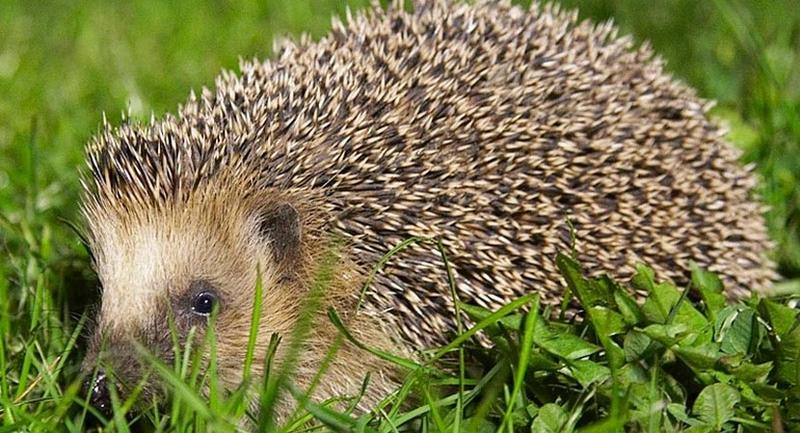 Czas na radość – jak obchodzimy Dzień Jeża?