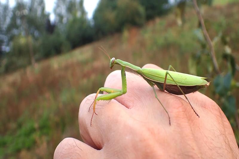 Czy modliszka gryzie? Poznaj fascynujący świat tych intrygujących owadów!