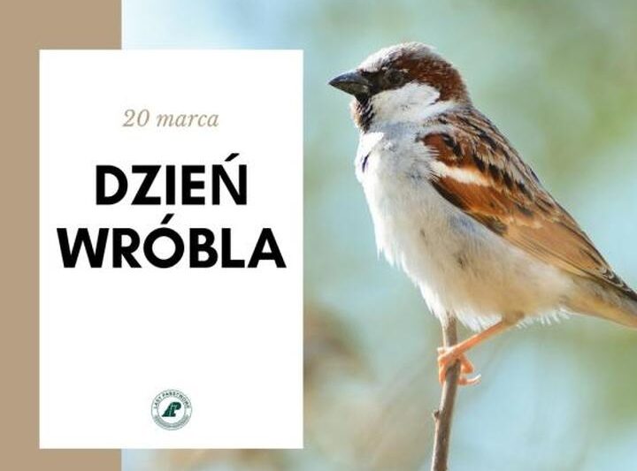 Odkryj magię Dnia Wróbla – święto radości i natury