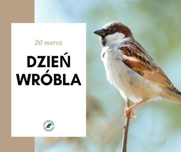 Odkryj magię Dnia Wróbla – święto radości i natury
