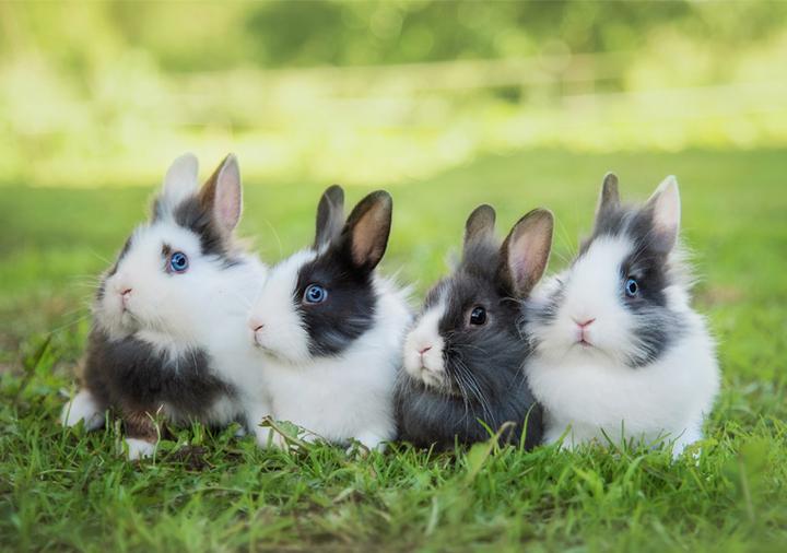 Odkryj urok królików teddy – idealne pupile dla całej rodziny