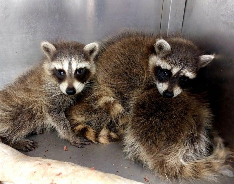 Szopy przejmują dom: niezwykły film o nieobecności właścicielki