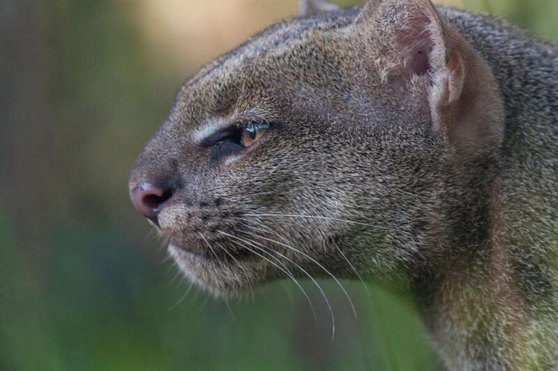 Tajemnice jaguarundi: nieuchwytny dziki kot Ameryki Południowej