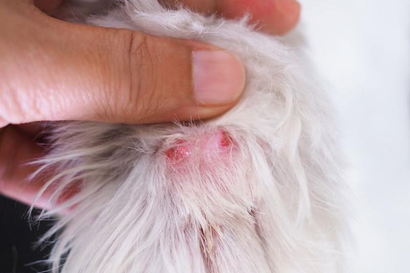 Choroby skóry u chomików