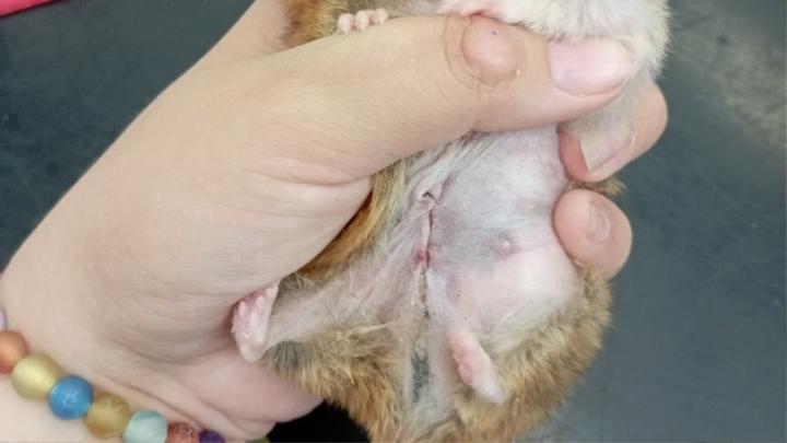 Diagnostyka ropomacicza u chomika