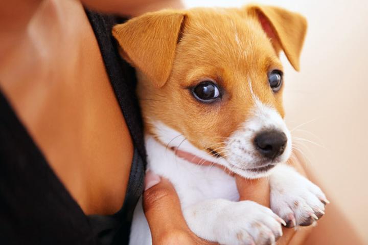 Dieta i nawodnienie w profilaktyce zaparć u szczeniaka