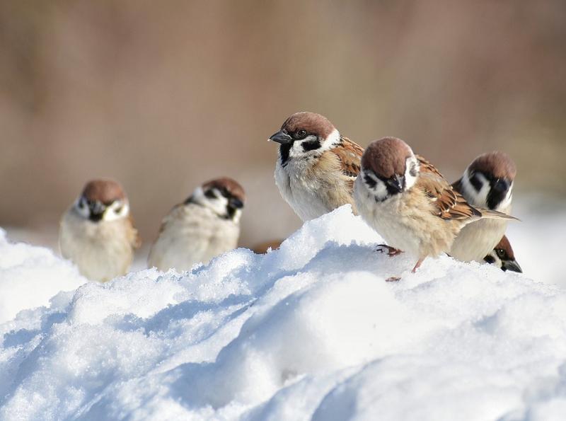 Dieta wróbli zimą