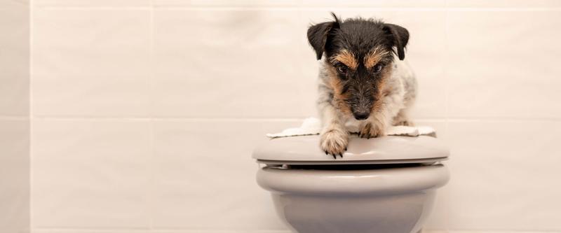 Domowe sposoby na zaparcia u psa