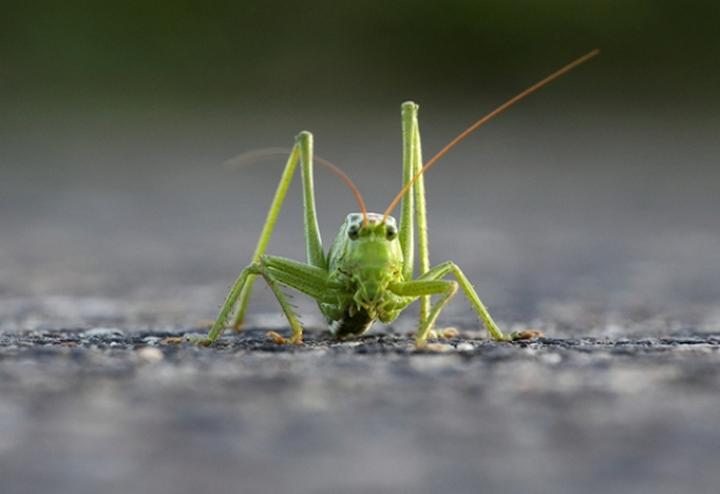 Narządy gębowe pasikoników