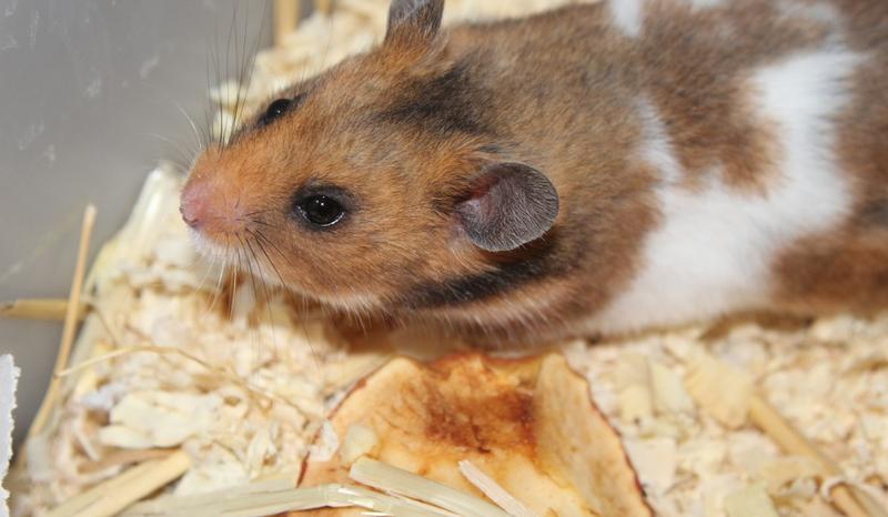 Objawy chorób skórnych u chomika