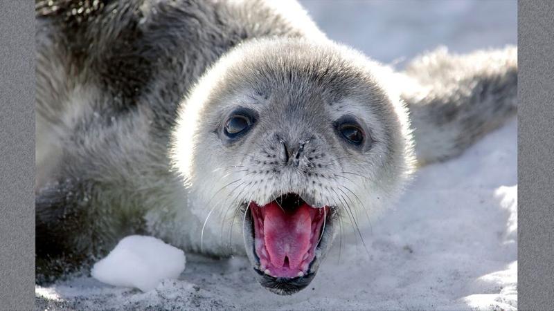 Ochrona morskich ssaków