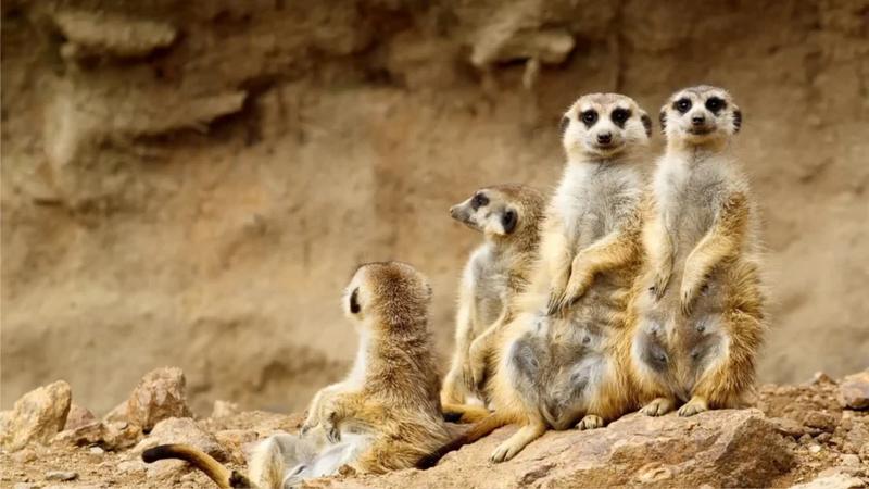 Ochrona przyrody w zoo