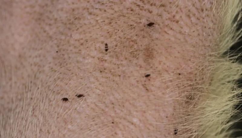 Pchły a zdrowie człowieka