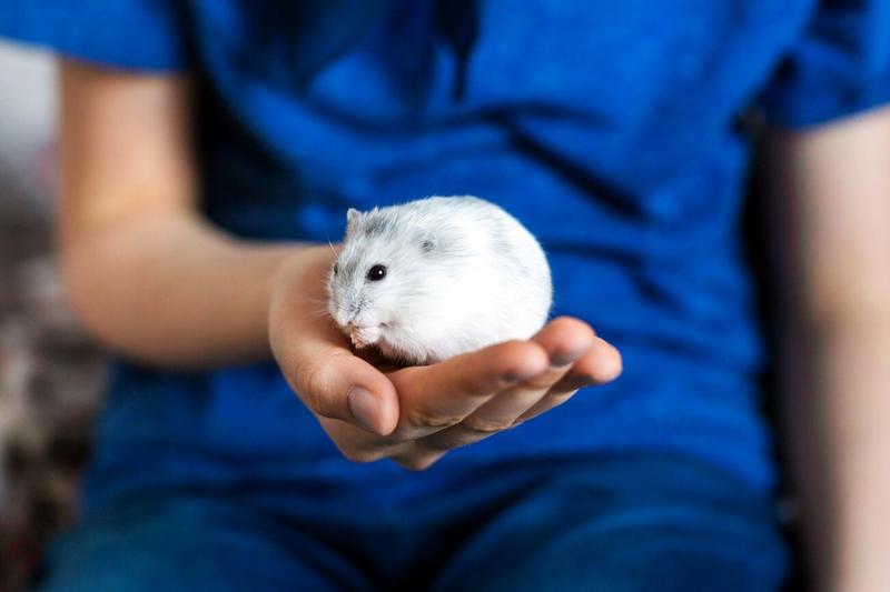 Przyczyny zmian w oku chomika