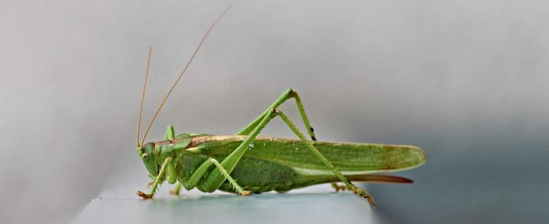 Rola pasikoników w ekosystemie