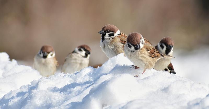 Zachowania żywieniowe ptaków zimą