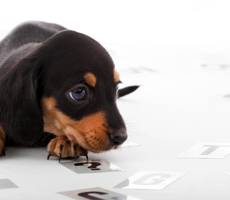 Zatwardzenie u szczeniaka