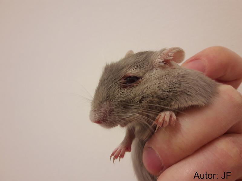 Zdrowie oczu u chomików