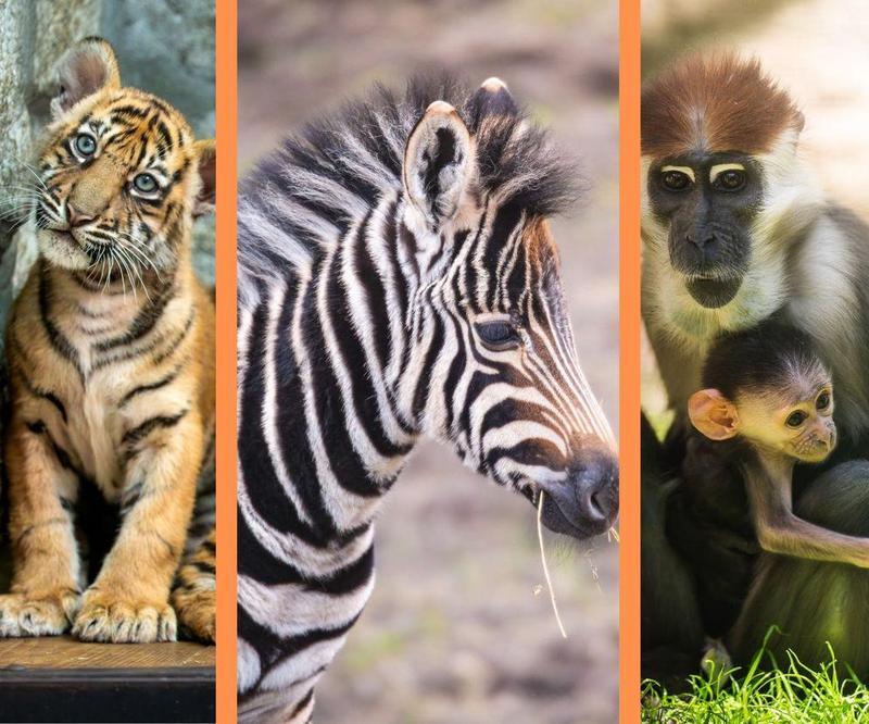 Zrównoważony rozwój w ogrodach zoologicznych