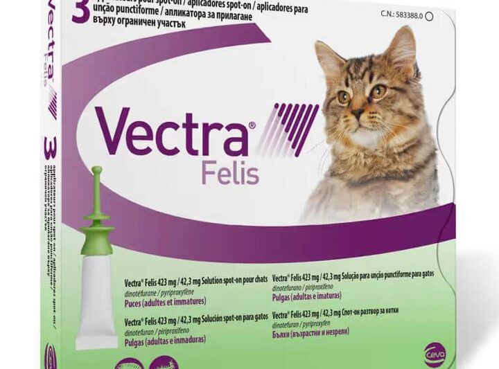 Czy pchły mogą być groźne dla zdrowia człowieka?