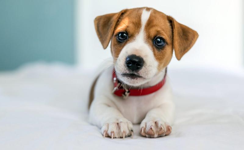 Jak poradzić sobie z zatwardzeniem u szczeniaka – wskazówki dla właścicieli