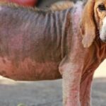 Jak rozpoznać i skutecznie leczyć nużycę u psa?