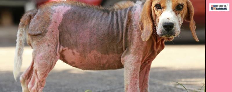 Jak rozpoznać i skutecznie leczyć nużycę u psa?