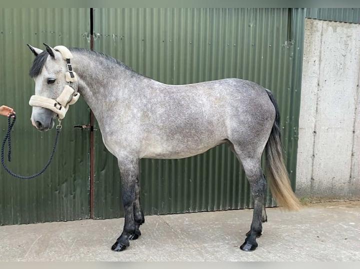 Magia irlandzkiego kuca connemara – odkryj urok tej niezwykłej rasy