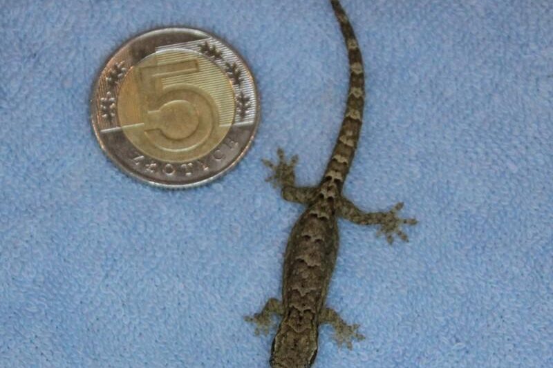 Odkryj fascynujący świat gekonów płaczących – tajemnice ich zachowań i pielęgnacji