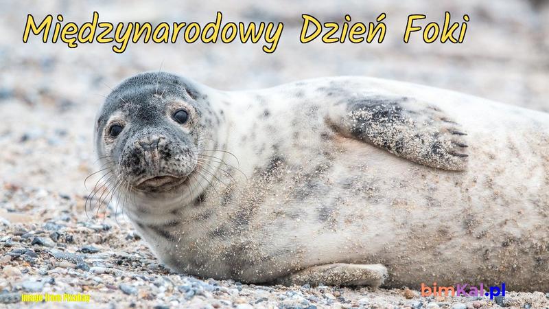 Odkryj magię Dnia Foki: radość, zabawa i tajemnice morskich ssaków