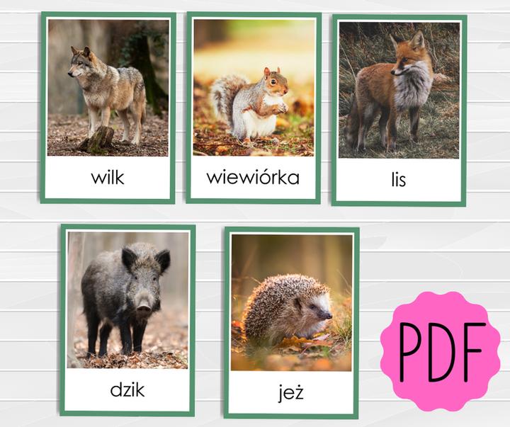 Odkrywając Tajemnice Zwierząt Leśnych: Fascynujący Świat Natury