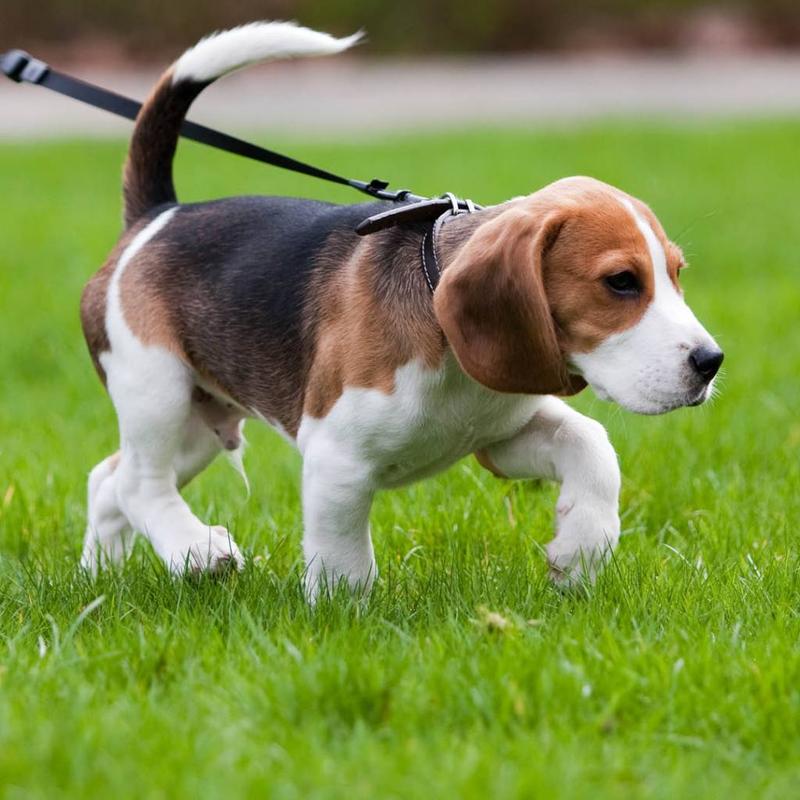 Sekrety spokojnego mijania innych psów - jak nauczyć swojego pupila?