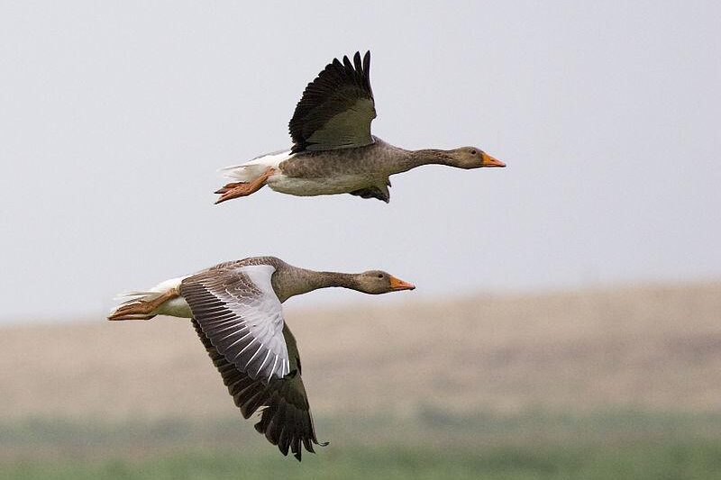 Światowy Dzień Ptaków Wędrownych – Dlaczego Warto Go Obchodzić?