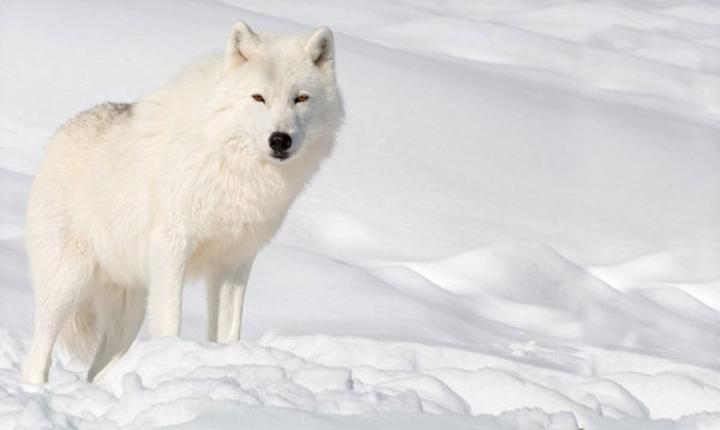 Tajemnice życia wilka polarnego w surowych warunkach arktycznych