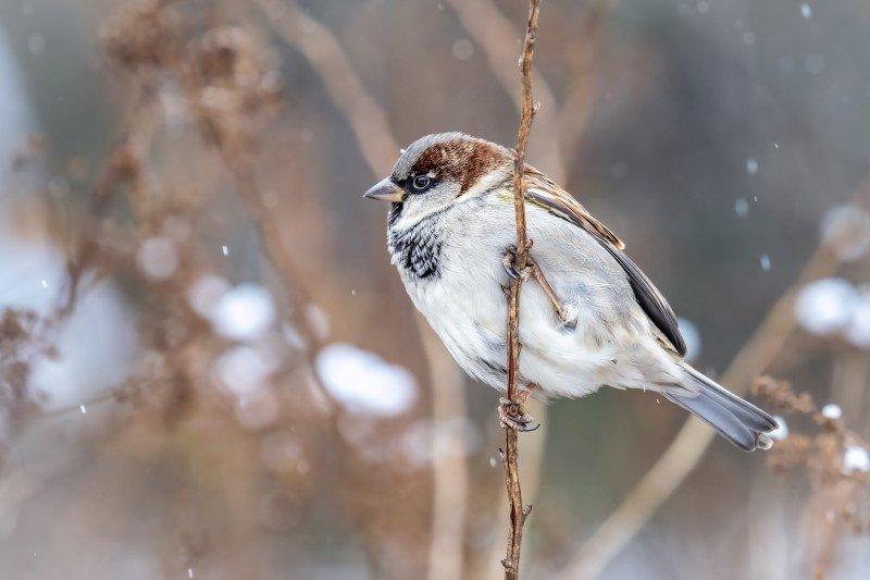 Zimowe menu wróbli: Co jedzą, gdy spada temperatura?