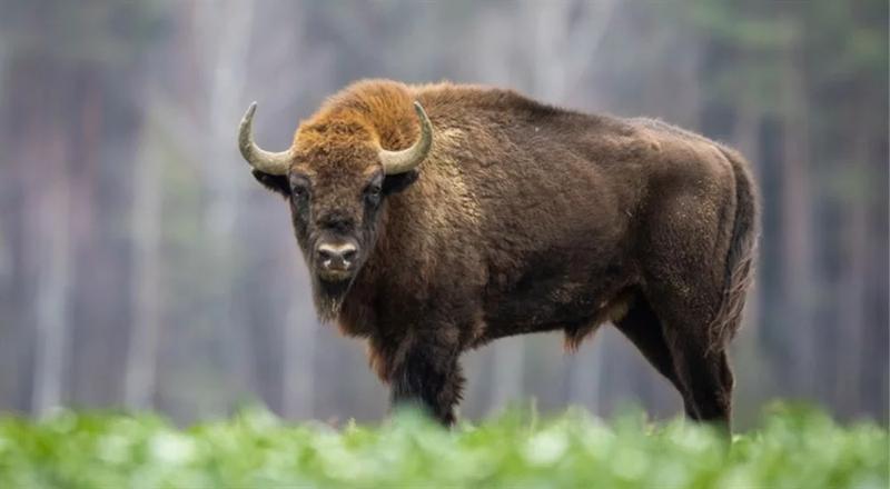 Biologia i zwyczaje żubrów