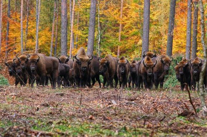 Historia ochrony żubrów w Polsce