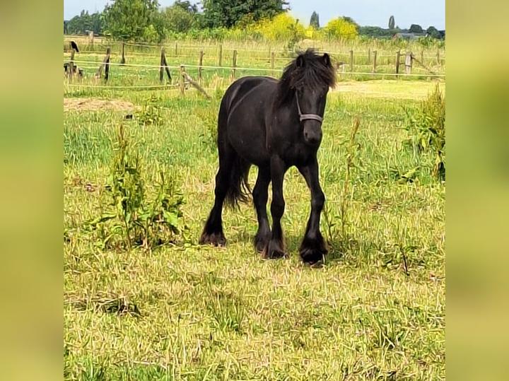 Kuce fell historia i pochodzenie