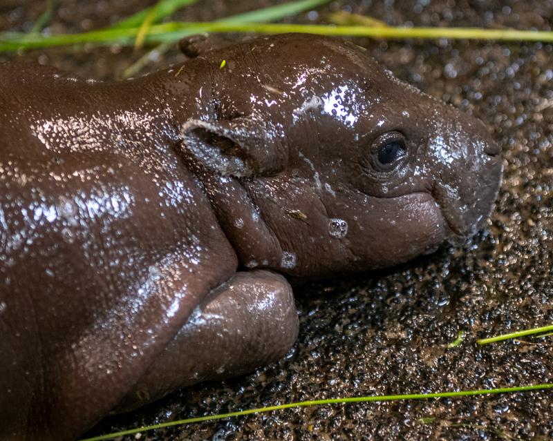 Nocna aktywność hipopotamów