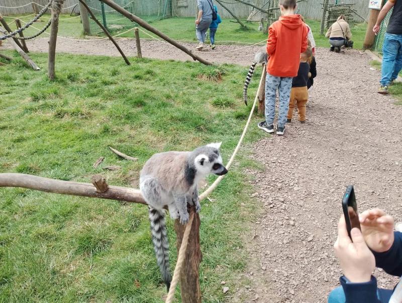 Rola lemurów w ekosystemie