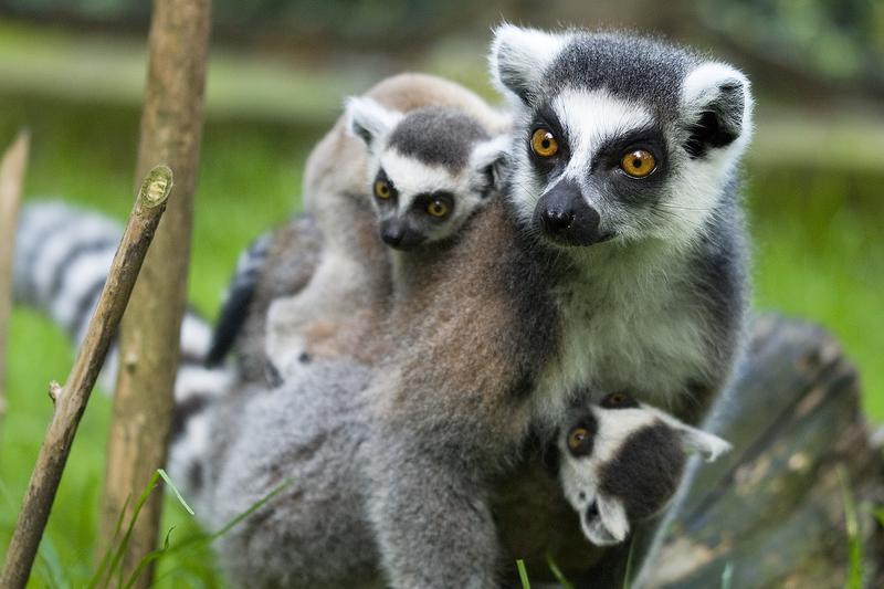 Różnorodność gatunków lemurów