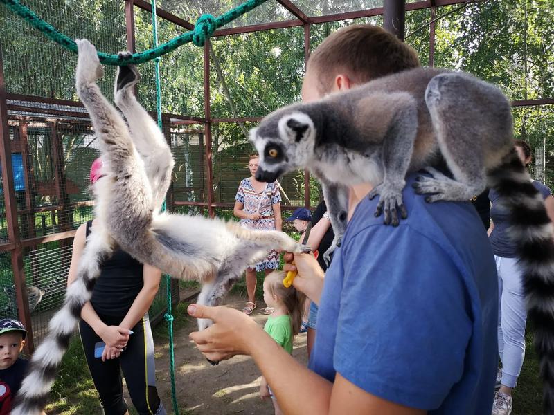 Świat lemurów Madagaskaru