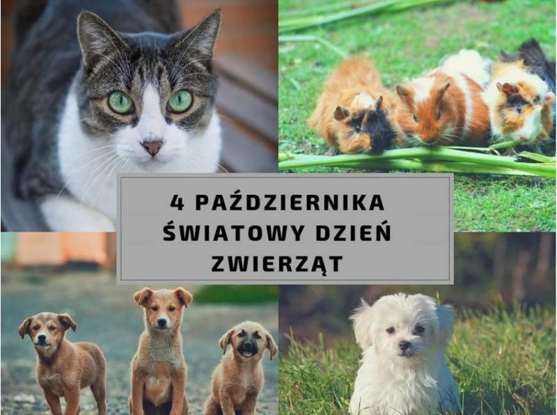 Światowy dzień zwierząt